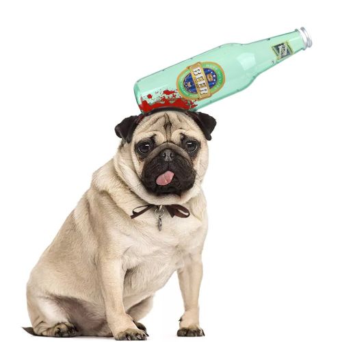 Dog Cat Headgear Dress Up Trick Props Dress Up